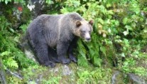 SUMDUM -  Black Bear